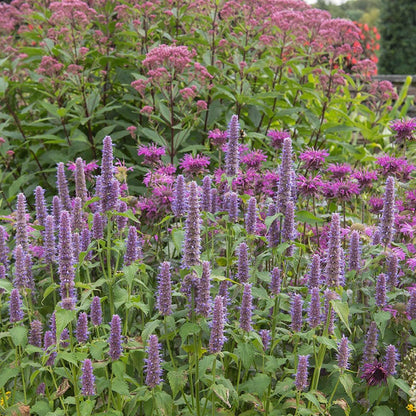 Anise Hyssop Seeds (Agastache)