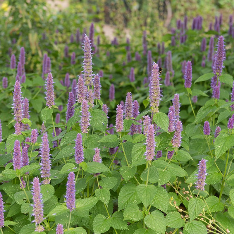 planting anise hyssop seeds Anise Hyssop Seeds, Agastache foeniculum