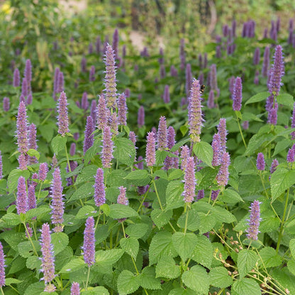 Anise Hyssop Seeds (Agastache)