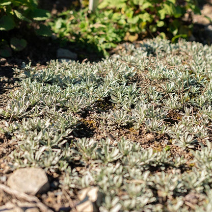 Pink Pussytoes (Antennaria)