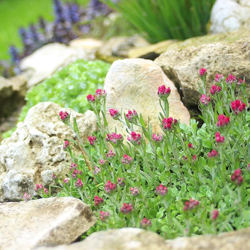 Pink Pussytoes (Antennaria)