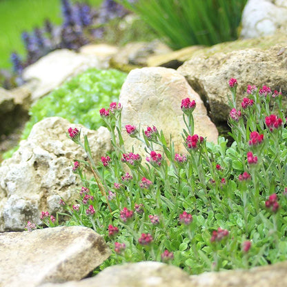 Pink Pussytoes (Antennaria)