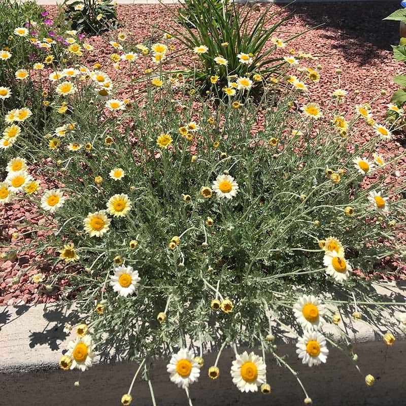 marguerite flower seeds Susanna Mitchell Marguerite Daisy, Anthemis tinctoria