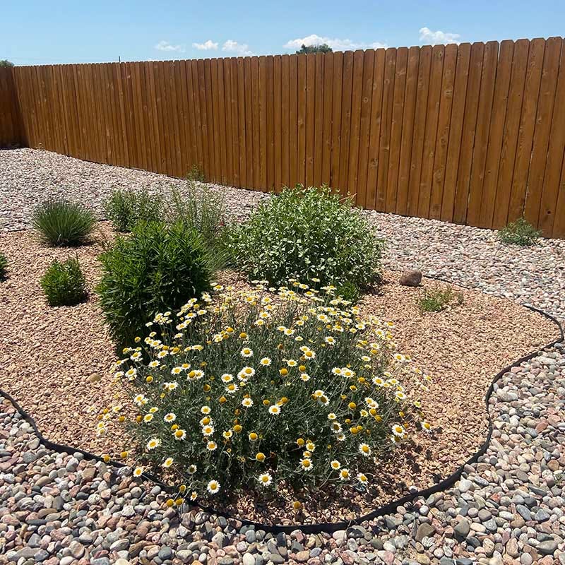 Susanna Mitchell Marguerite Daisy (Anthemis)