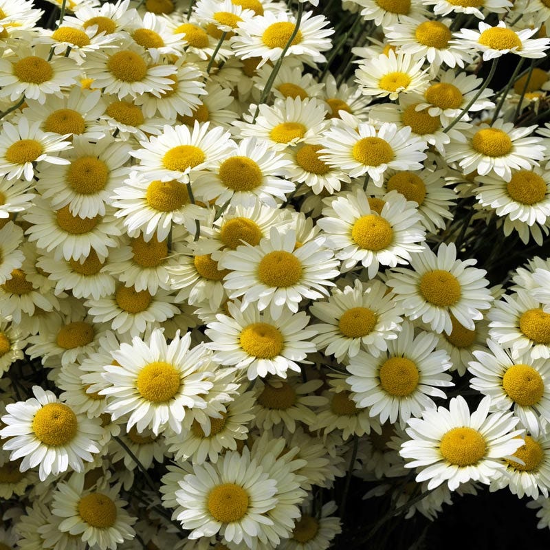 Susanna Mitchell Marguerite Daisy (Anthemis) - Thumbnail 3