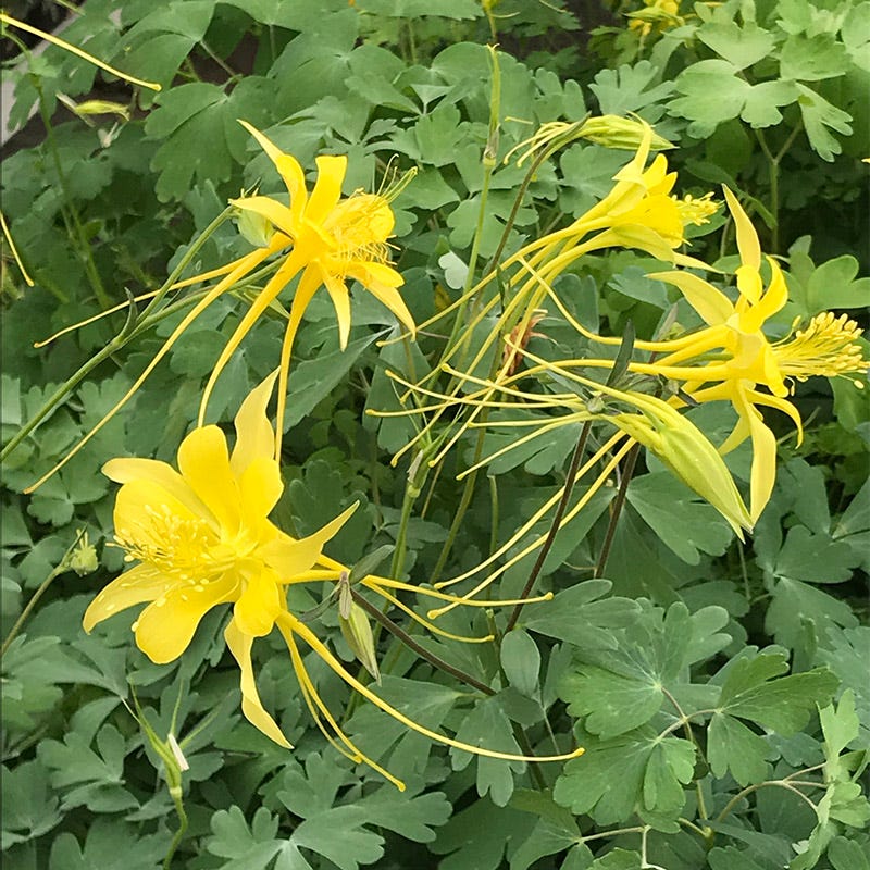 Swallowtail Columbine - Thumbnail 2