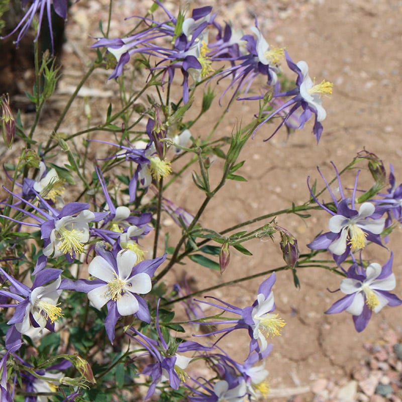 High Country Gardens Rocky Mountain Columbine - Thumbnail 3