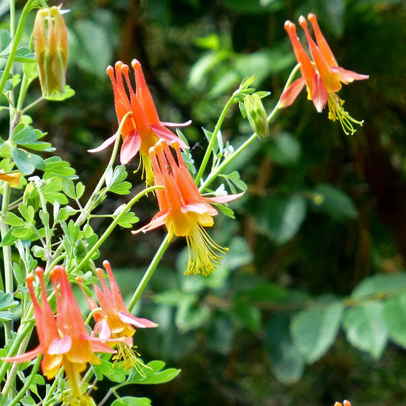 Arizona Columbine - Thumbnail 3
