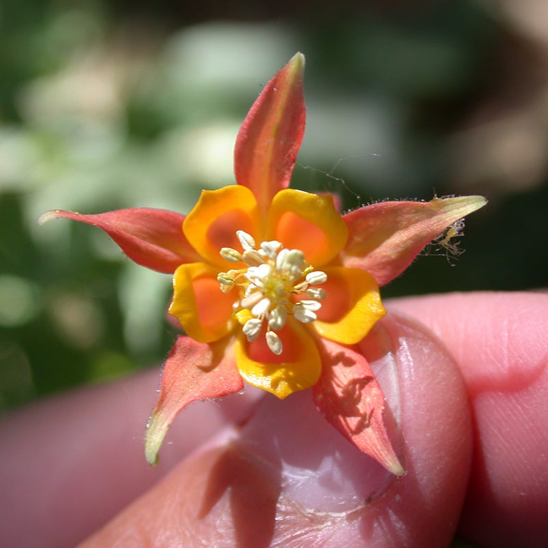 Arizona Columbine - Thumbnail 5