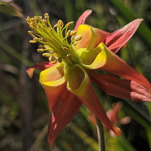 Aquilegia eximia, Serpentine Columbine