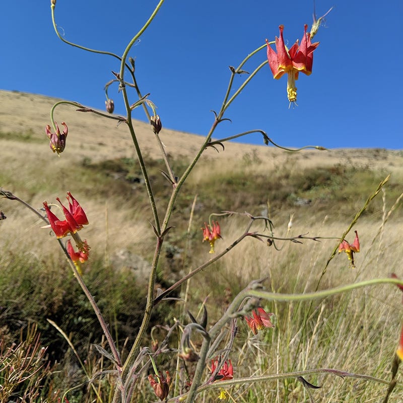 Serpentine Columbine