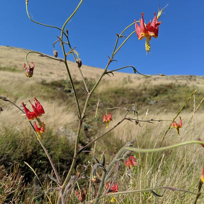 Serpentine Columbine