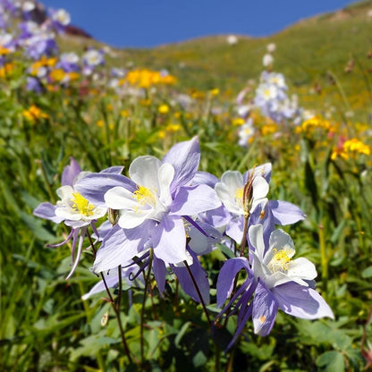 best time to plant wildflower seeds in colorado Native West Wildflower Seed Mix