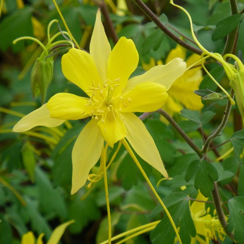 Swallowtail Columbine - Thumbnail 3