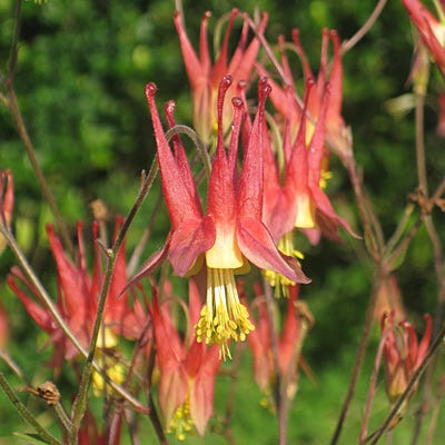 Eastern Red Columbine Seeds (Aquilegia)