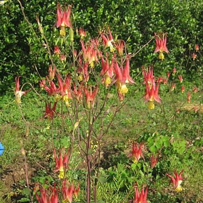 Eastern Red Columbine Seeds (Aquilegia)