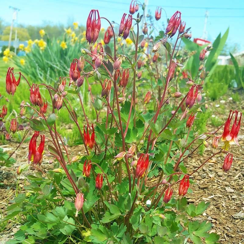 High Country Gardens Aquilegia canadensis Little Lanterns - Thumbnail 5