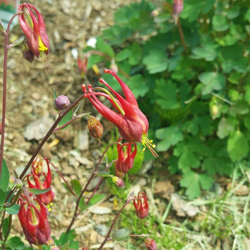 High Country Gardens Aquilegia canadensis Little Lanterns - Thumbnail 4