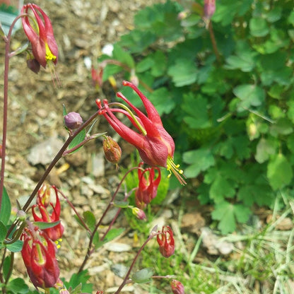 Little Lanterns Columbine