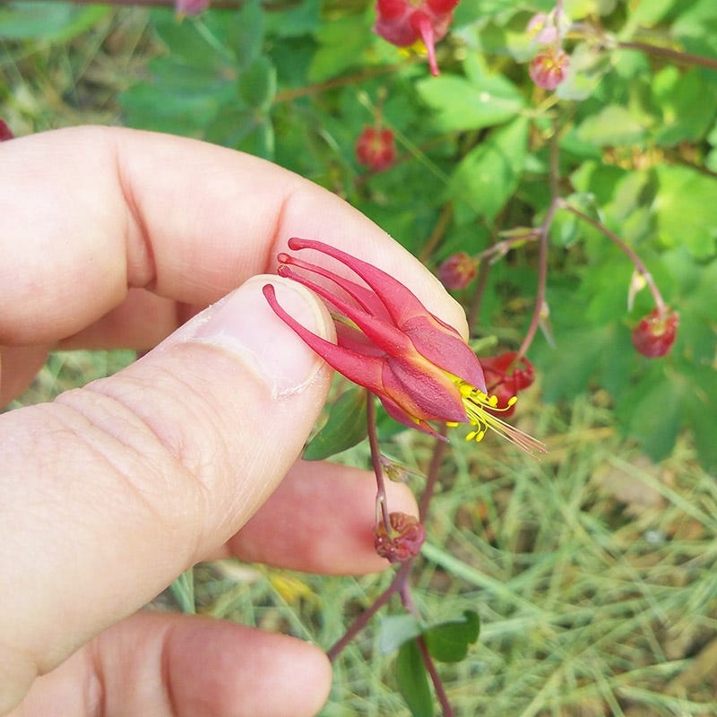 Little Lanterns Columbine