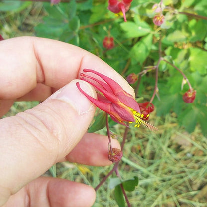 Little Lanterns Columbine