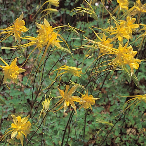 Swallowtail Columbine - Thumbnail 4