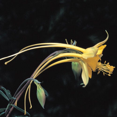 Swallowtail Columbine