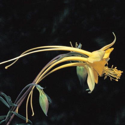 Swallowtail® Columbine