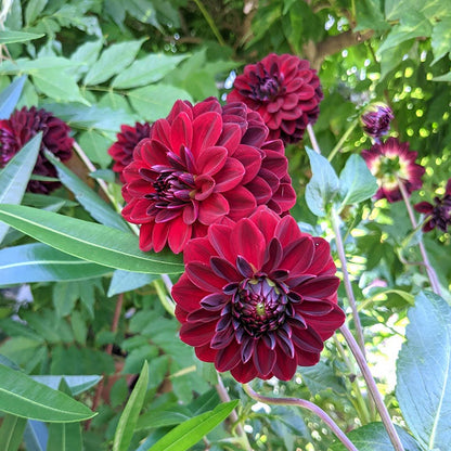 dahlia arabian night seeds Arabian Night Dahlia
