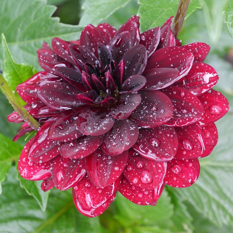 dahlia arabian night seeds Arabian Night Dahlia