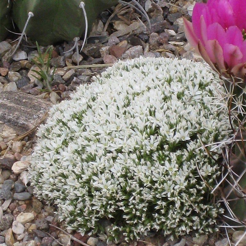 hookeri succulent Hooker's Sandwort, Arenaria