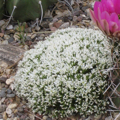 Hooker's Sandwort (Arenaria)