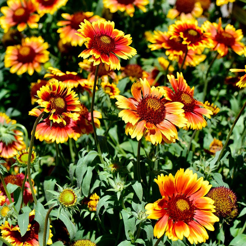 Arizona Sun Blanket Flower Gaillardia Grandiflora High Country Gardens arizona-sun-blanket-flower-gaillardia-grandiflora-high-country-gardens