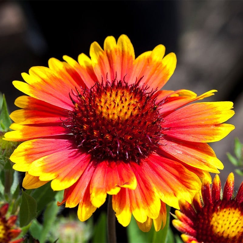 Arizona Sun Blanket Flower Gaillardia Grandiflora High Country Gardens arizona-sun-blanket-flower-gaillardia-grandiflora-high-country-gardens