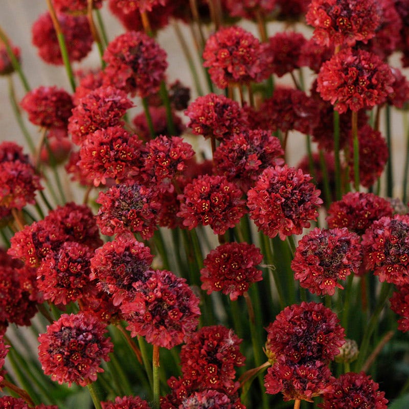 High Country Gardens Ballerina Armeria - Thumbnail 2
