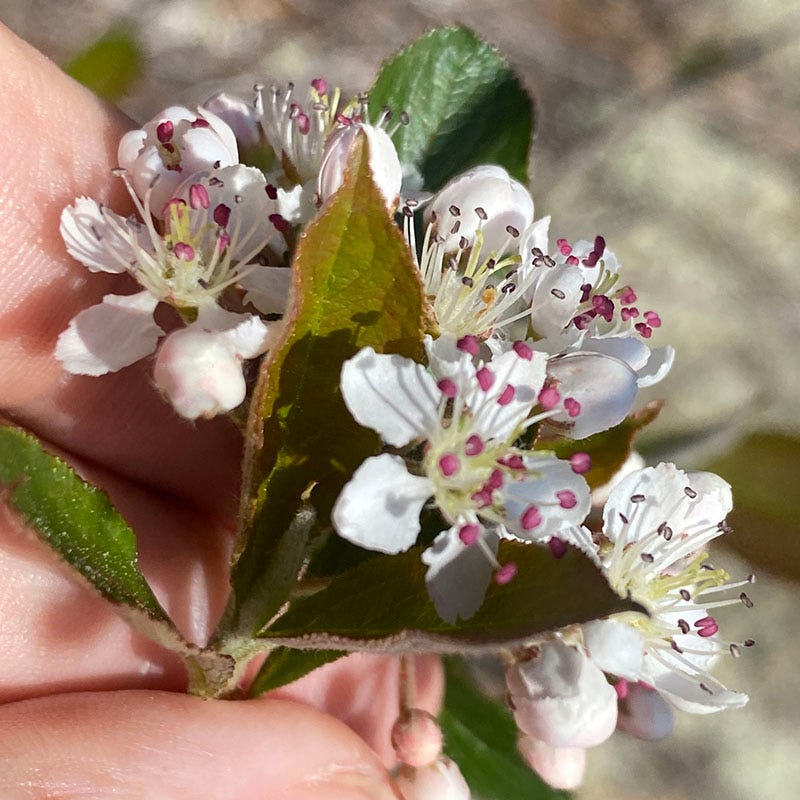 Viking Black Chokeberry, Aronia | High Country Gardens