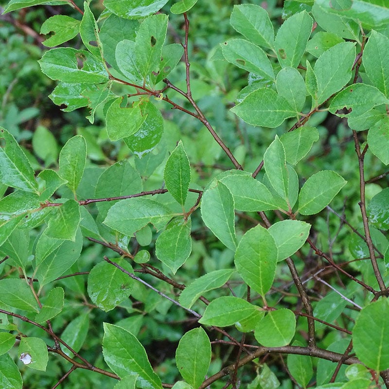 Viking Black Chokeberry, Aronia