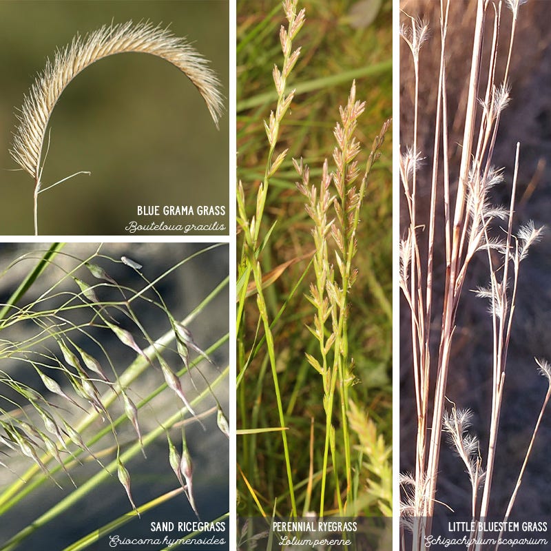 Western Trails Native Grass Seed Mix