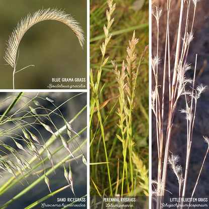 Western Trails Native Grass Seed Mix
