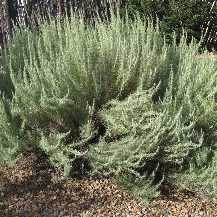 High Country Gardens Artemisia filifolia - Thumbnail 2