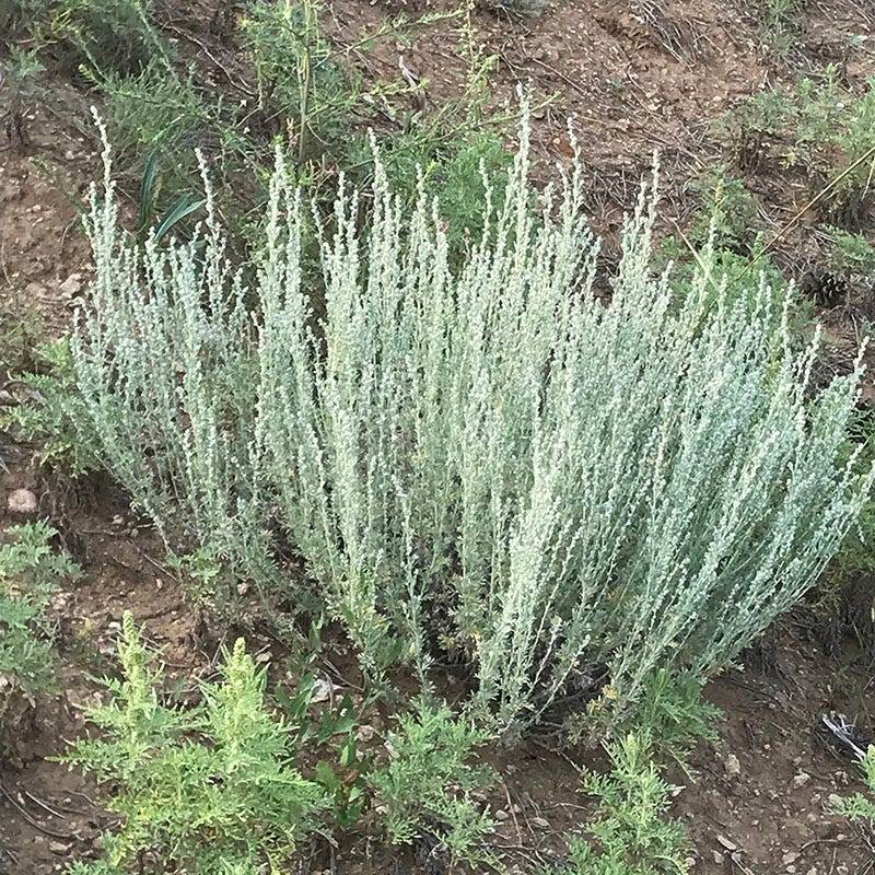 Artemisia frigida
