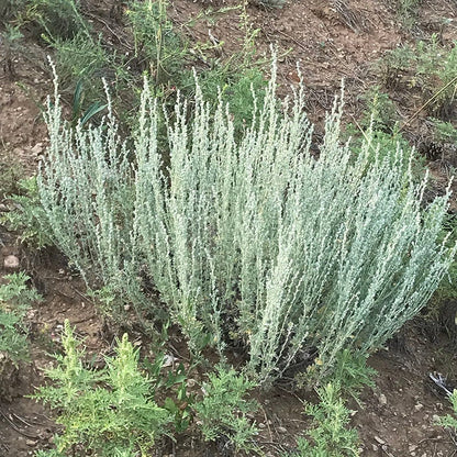 Artemisia frigida