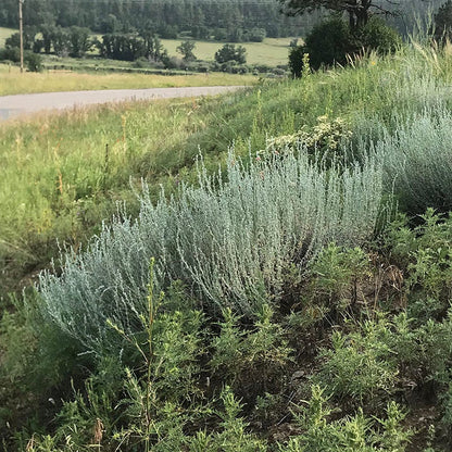 Artemisia frigida
