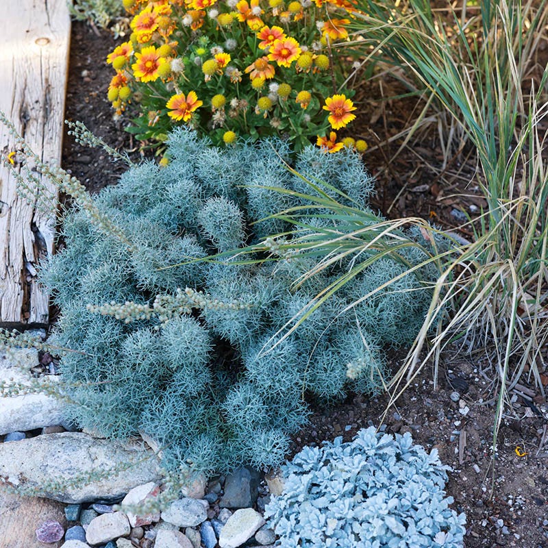Seafoam Artemisia, Curlicue Sage
