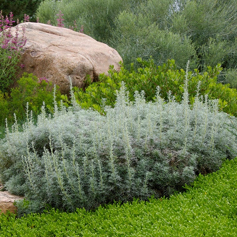 Drought Resistant Groundcover Collection