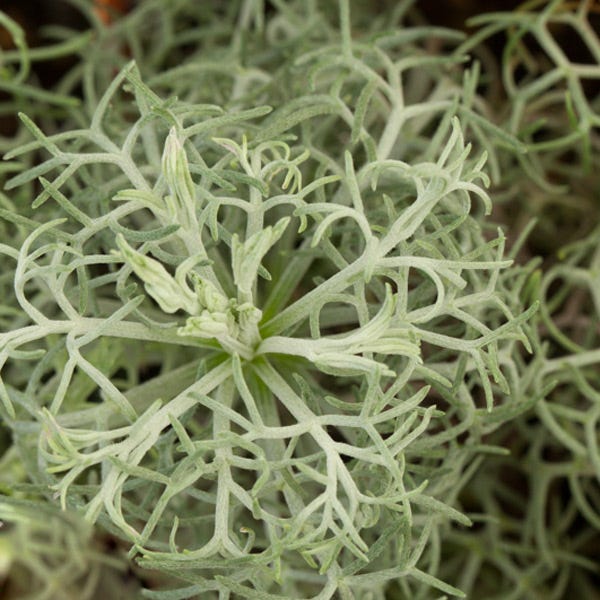 seafoam plant seeds Seafoam Artemisia, Curlicue Sage