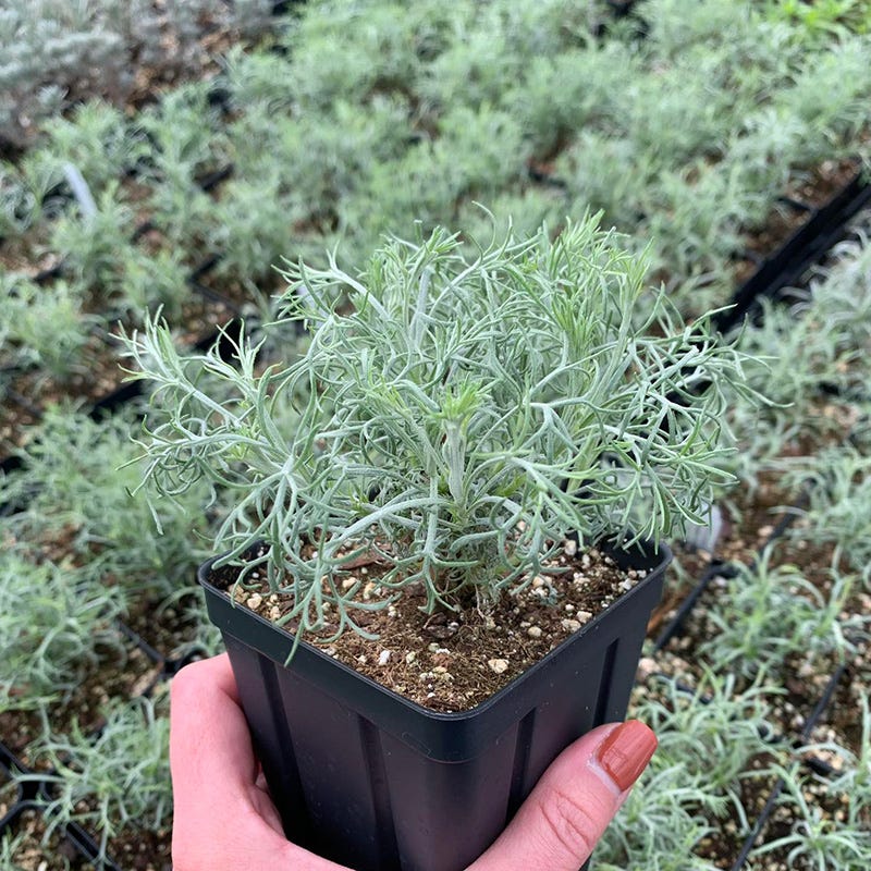 seafoam plant seeds Seafoam Artemisia, Curlicue Sage