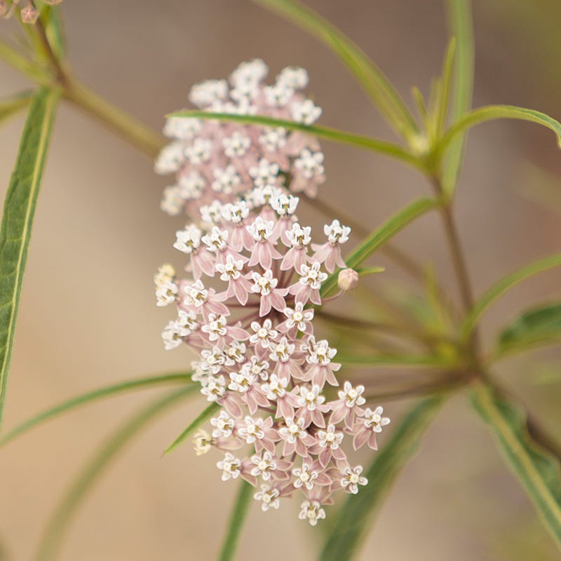 California Narrow Leaf Milkweed