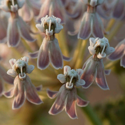 California Narrow Leaf Milkweed