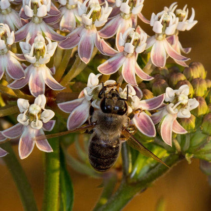 California Narrow Leaf Milkweed